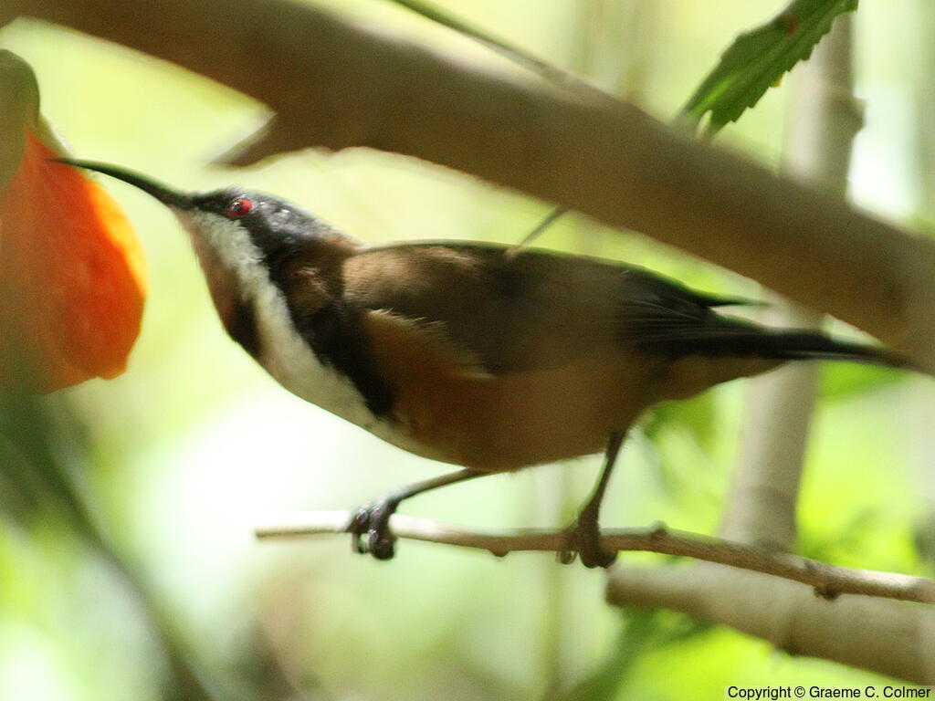 Eastern Spinebill (Acanthorhynchus tenuirostris) - Adult
