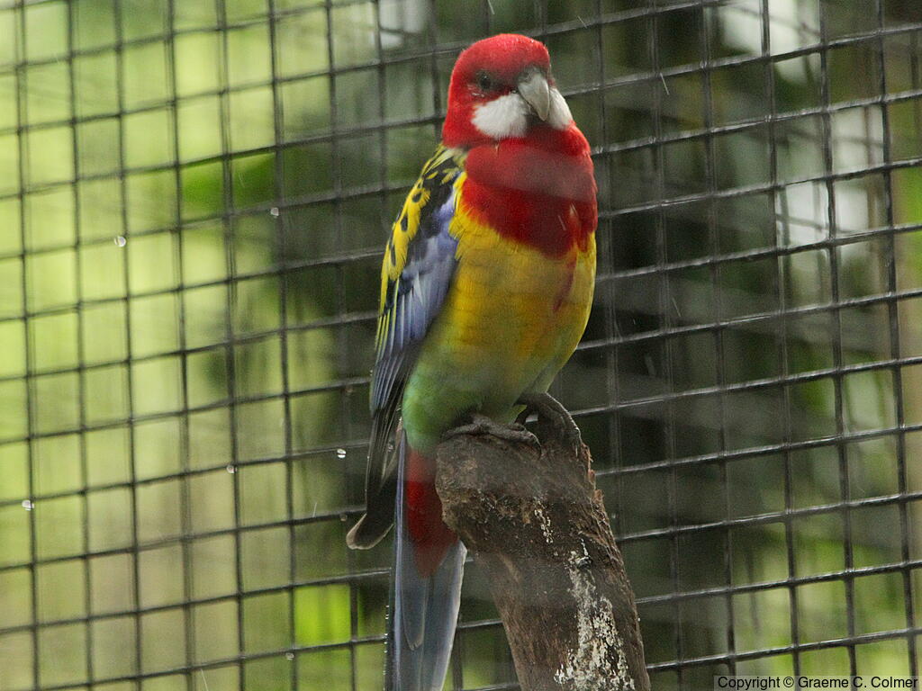 Eastern Rosella (Platycercus eximius) - Adult