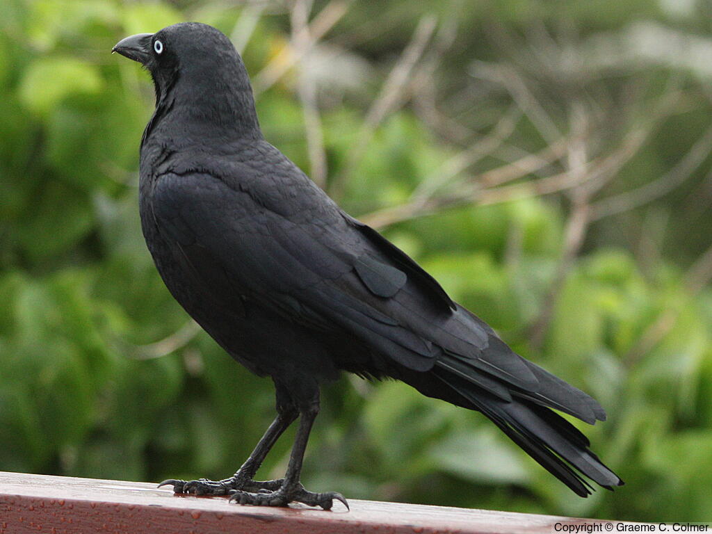 Torresian Crow (Corvus orru) - Adult