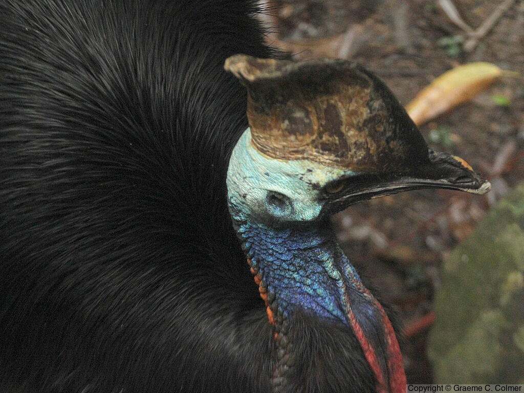 Southern Cassowary (Casuarius casuarius) - Adult