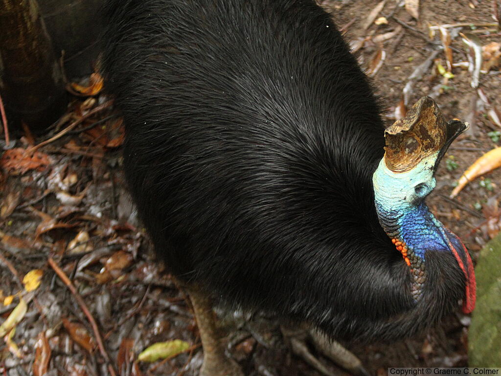 Southern Cassowary (Casuarius casuarius) - Adult