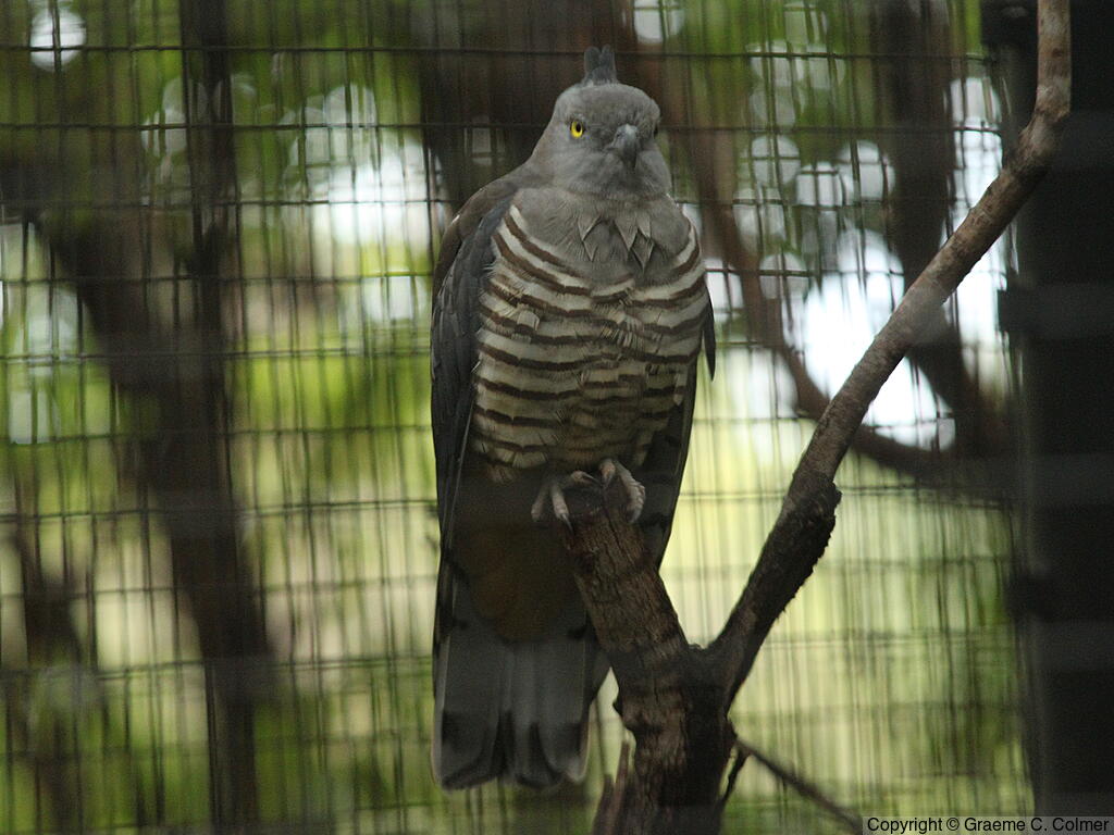 Pacific Baza (Aviceda subcristata) - Adult