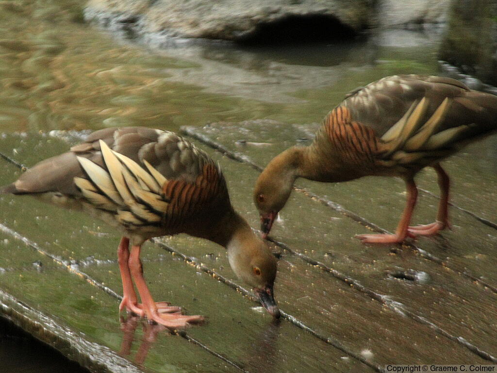 Plumed Whistling-Duck (Dendrocygna eytoni) - Adults