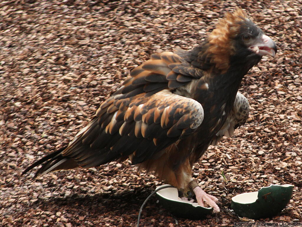 Crowned Eagle (Stephanoaetus coronatus) - Adult