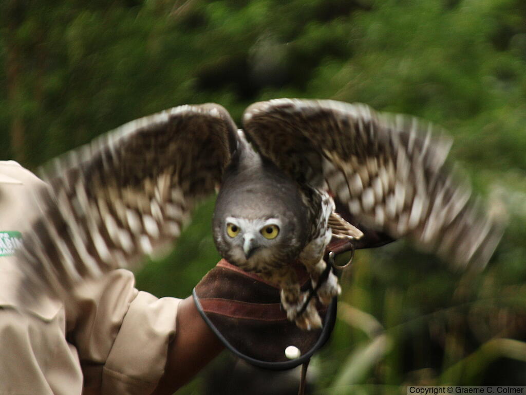 Barking Owl (Ninox connivens) - Adult
