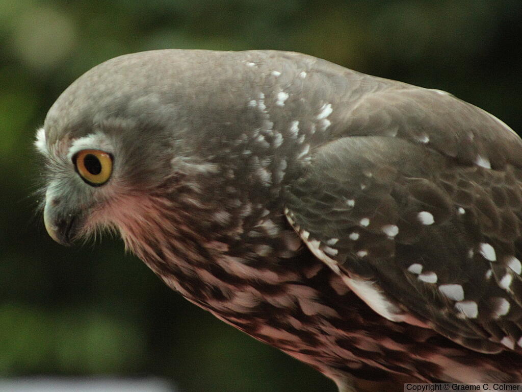 Barking Owl (Ninox connivens) - Adult