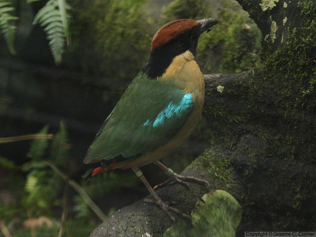 Noisy Pitta (Pitta versicolor) - Adult