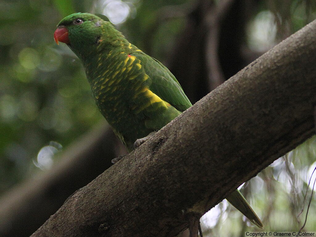 Scaly-breasted Lorikeet (Trichoglossus chlorolepidotus) - Adult