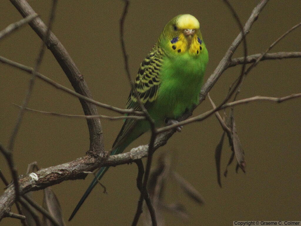 Budgerigar (Melopsittacus undulatus) - Adult