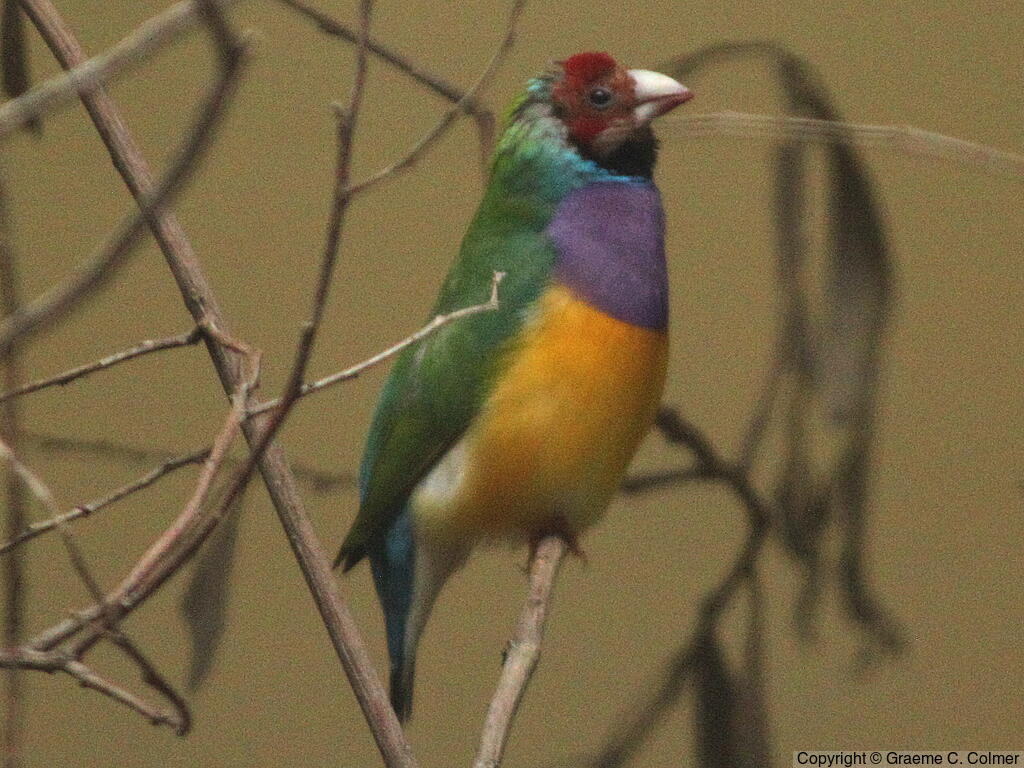 Gouldian Finch (Chloebia gouldiae) - Adult