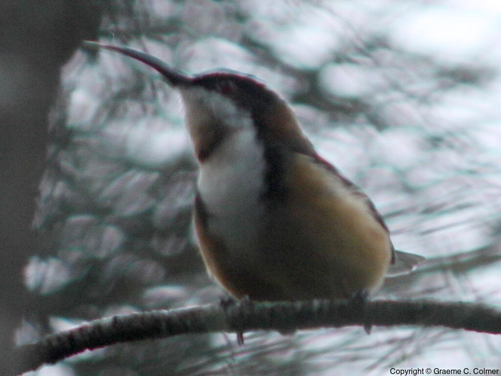 Eastern Spinebill (Acanthorhynchus tenuirostris) - Adult