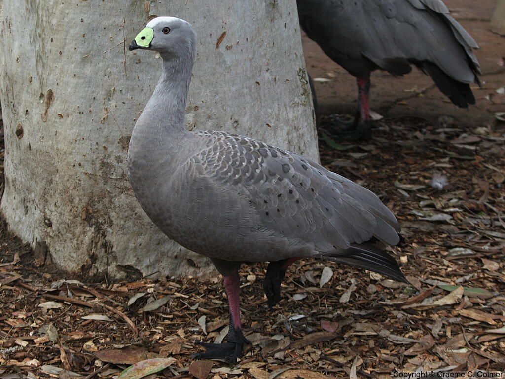 Cape Barren Goose (Cereopsis novaehollandiae) - Adult