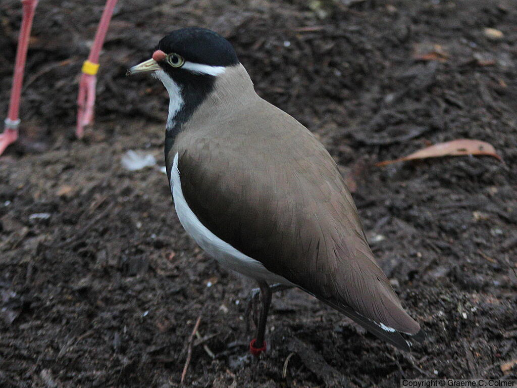 Banded Lapwing (Vanellus tricolor) - Adult