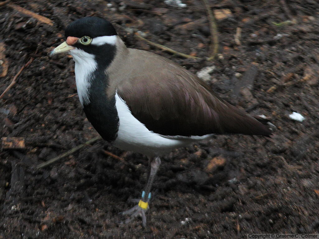 Banded Lapwing (Vanellus tricolor) - Adult