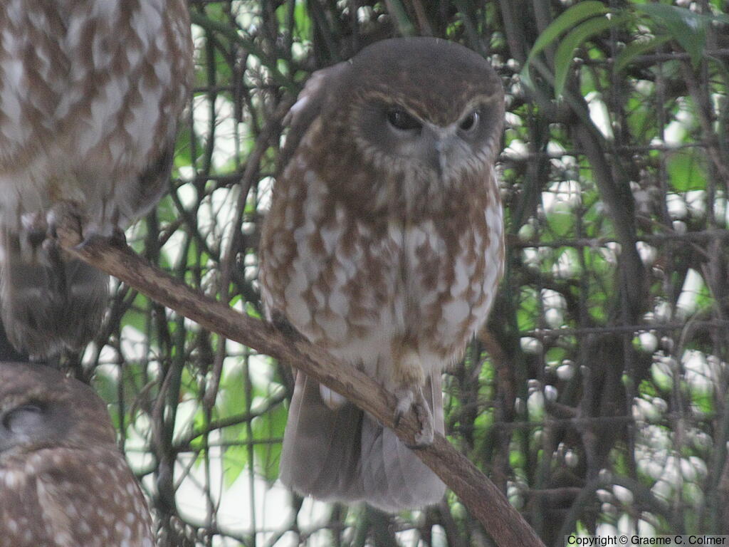 Morepork (Ninox novaeseelandiae) - Adult