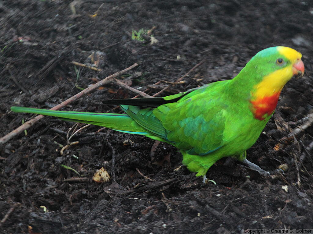 Superb Parrot (Polytelis swainsonii) - Adult male