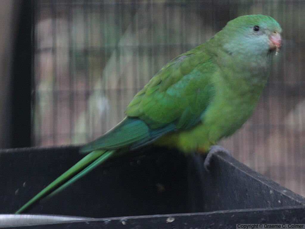 Superb Parrot (Polytelis swainsonii) - Adult female