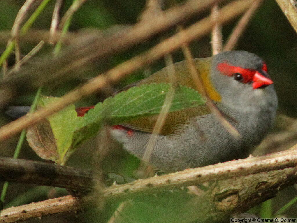 Red-browed Firetail (Neochmia temporalis) - Adult