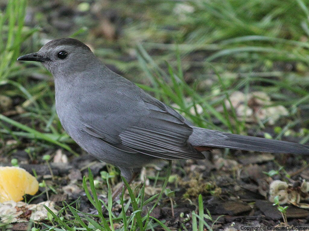 Gray Catbird (Dumetella carolinensis) - Adult