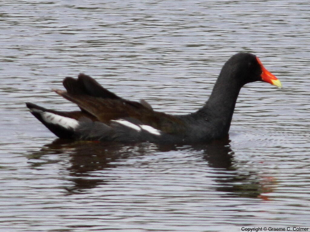 Common Gallinule (Gallinula galeata) - Adult