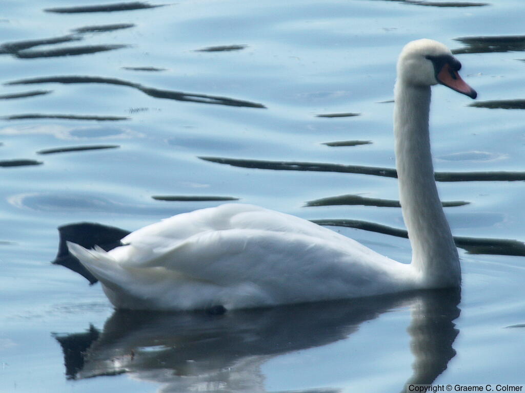 Mute Swan (Cygnus olor) - Adult