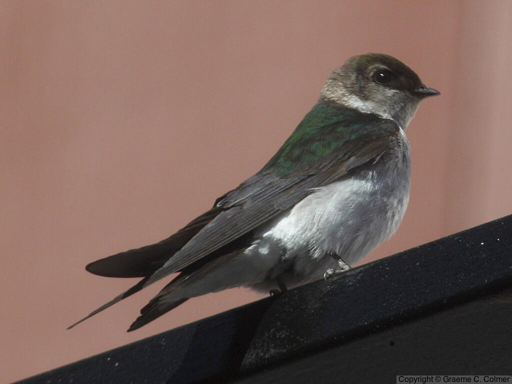 Violet-green Swallow (Tachycineta thalassina) - Adult female