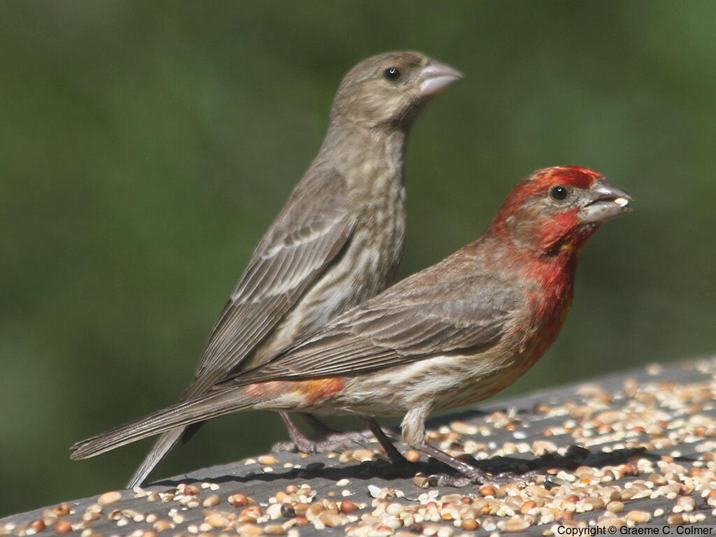House Finch (Haemorhous mexicanus) - Female and male