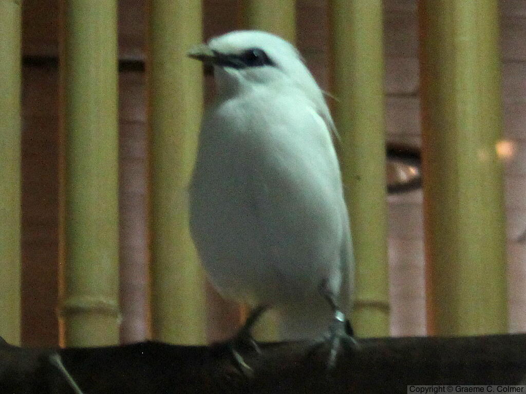 Bali Myna (Leucopsar rothschildi) - Adult