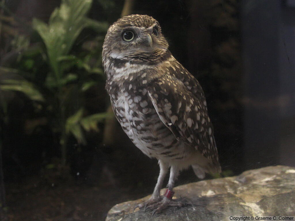 Burrowing Owl (Athene cunicularia) - Adult