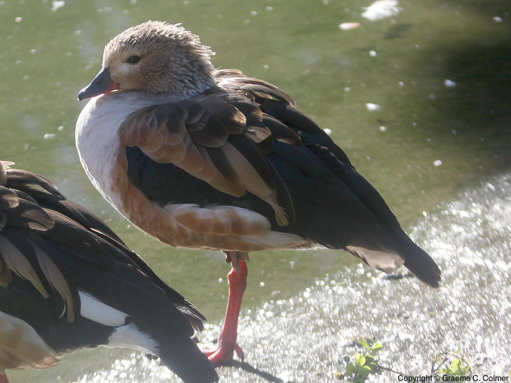 Orinoco Goose (Oressochen jubatus) - Adult