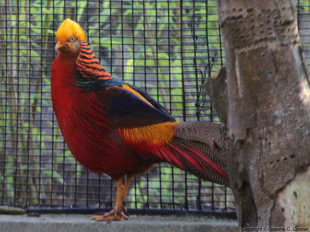 Golden Pheasant (Chrysolophus pictus) - Adult