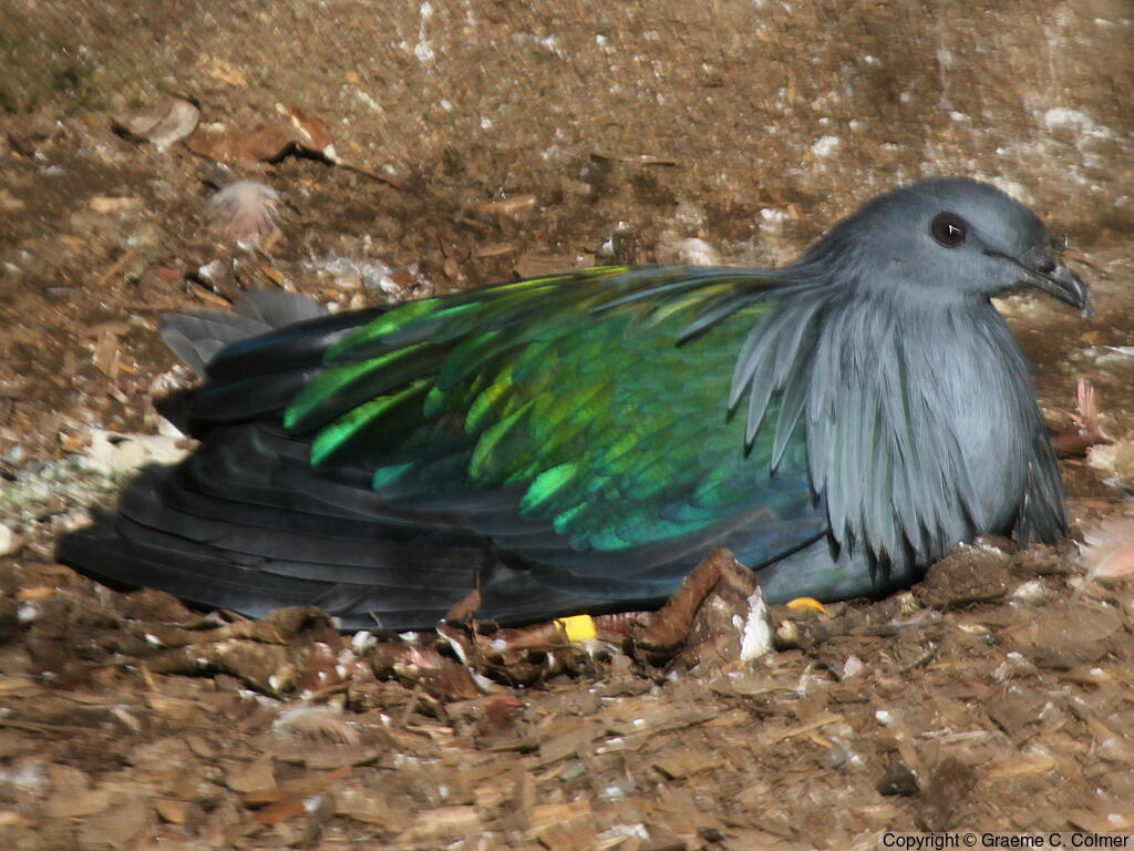Nicobar Pigeon (Caloenas nicobarica) - Adult