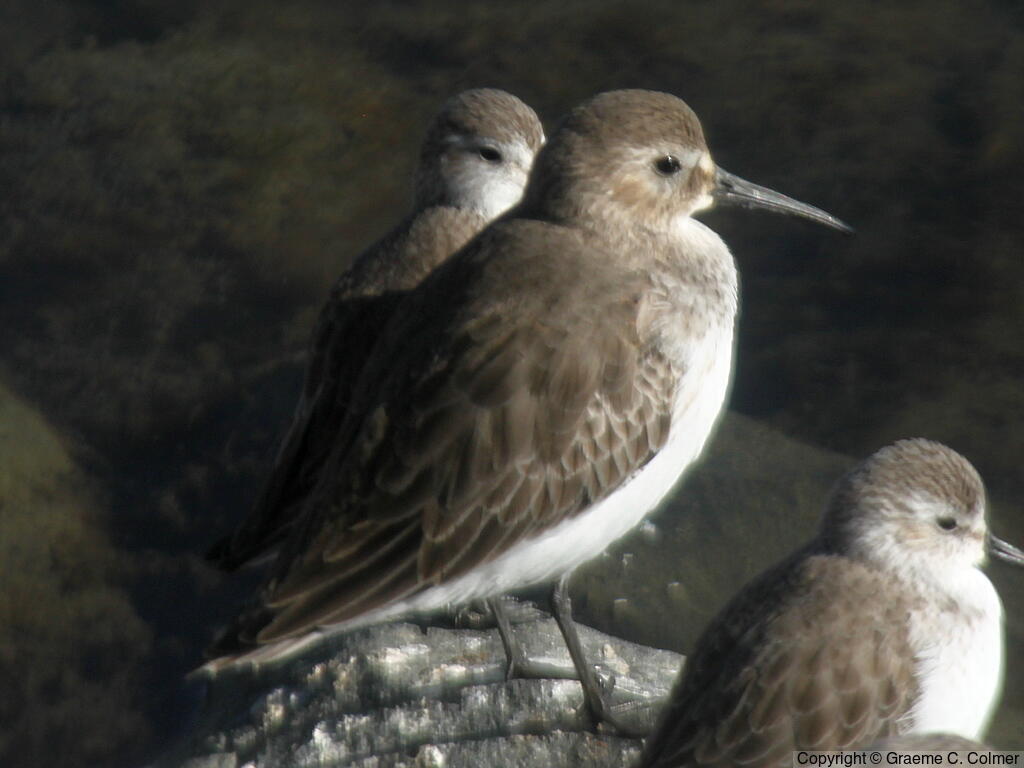 Dunlin (Calidris alpina) - Nonbreeding adults