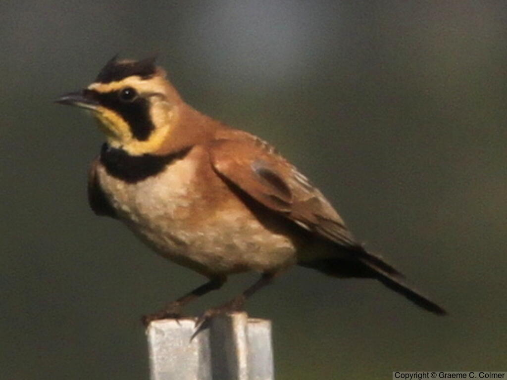 Horned Lark (Eremophila alpestris) - Adult male