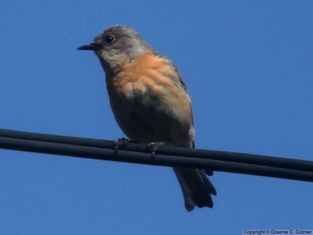 Western Bluebird (Sialia mexicana) - Adult male