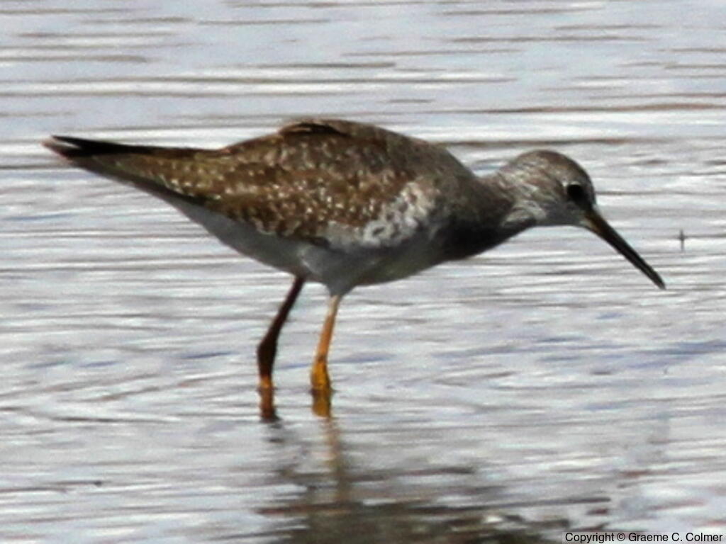 Lesser Yellowlegs (Tringa flavipes) - Adult