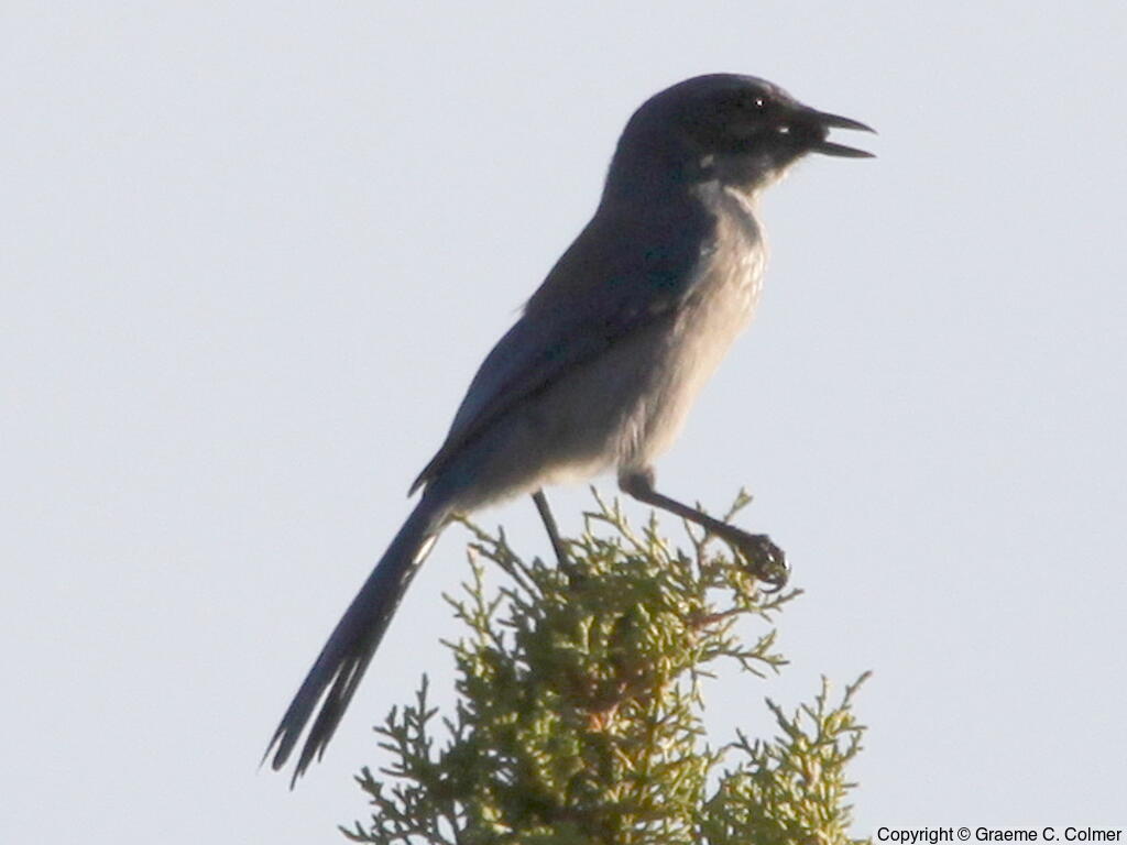 Woodhouse's Scrub-Jay (Aphelocoma woodhouseii) - Adult