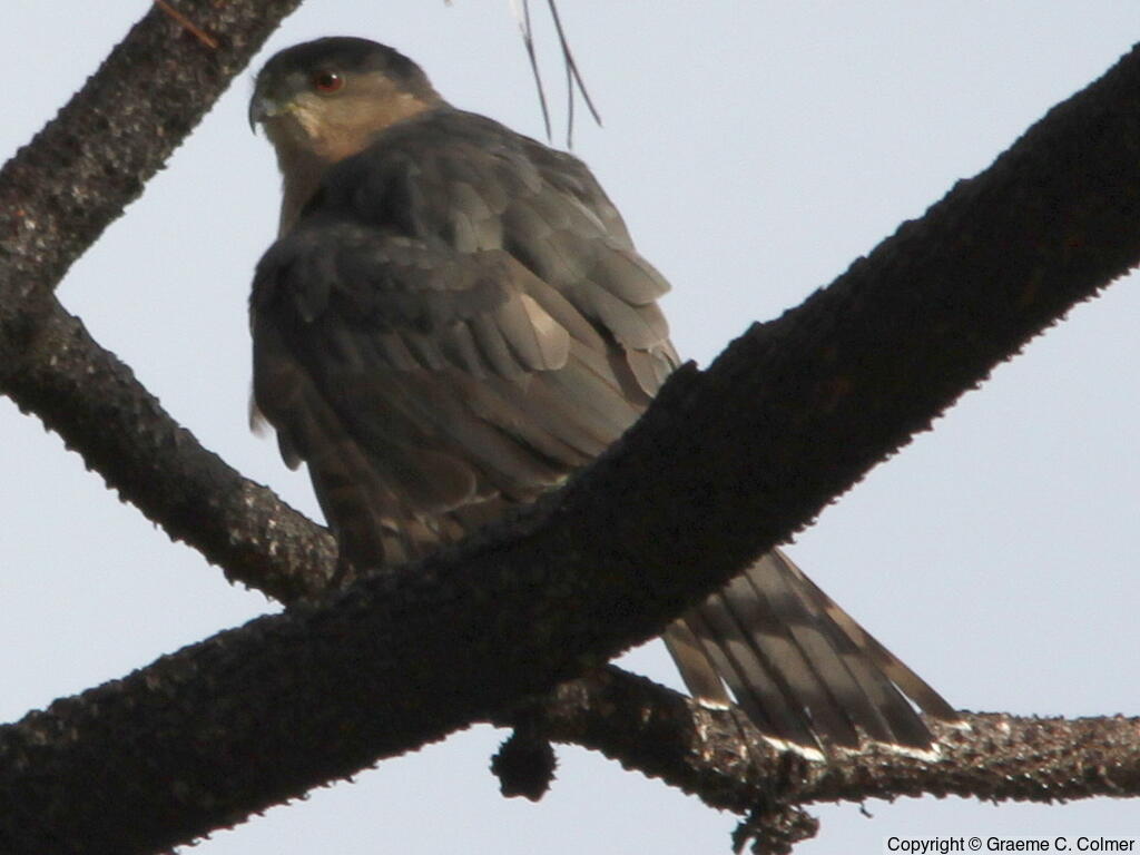 Sharp-shinned Hawk (Accipiter striatus) - Adult