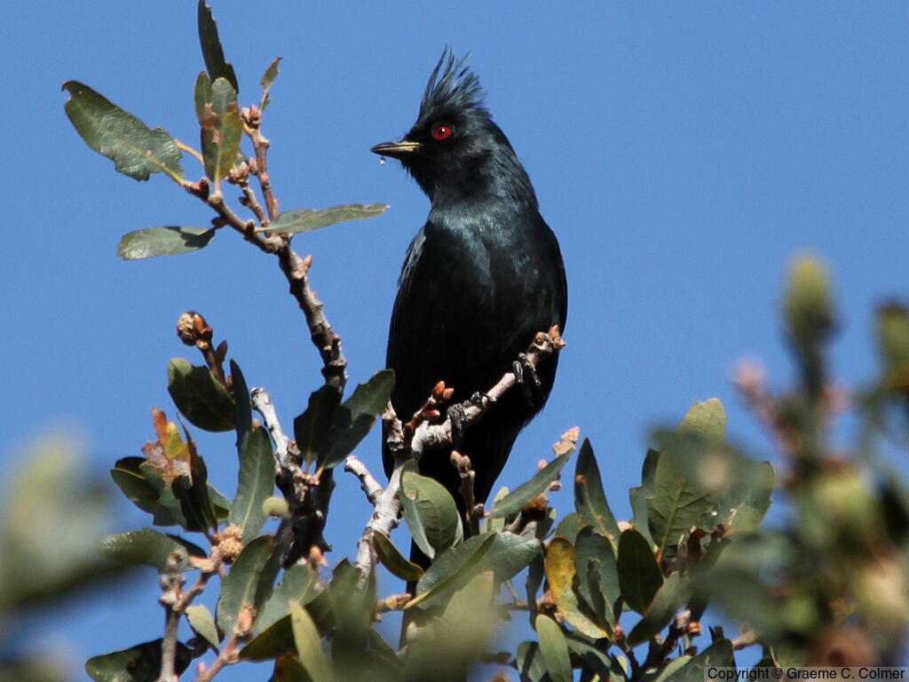 Phainopepla (Phainopepla nitens) - Adult male