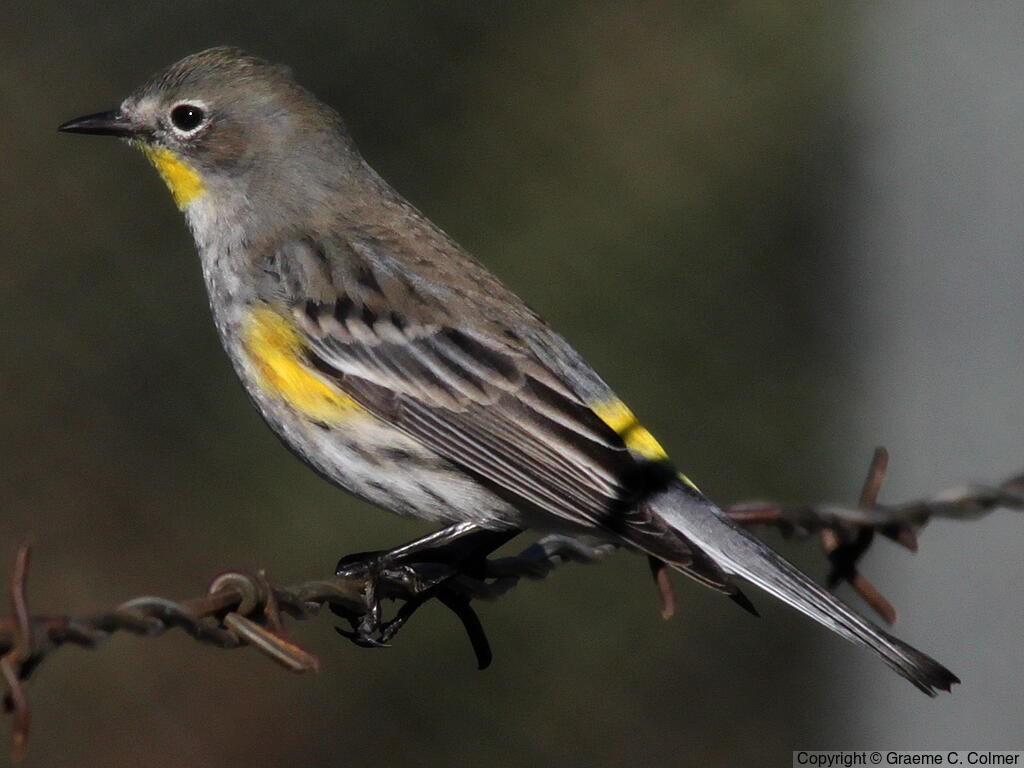 Yellow-rumped Warbler - Love Your Planet