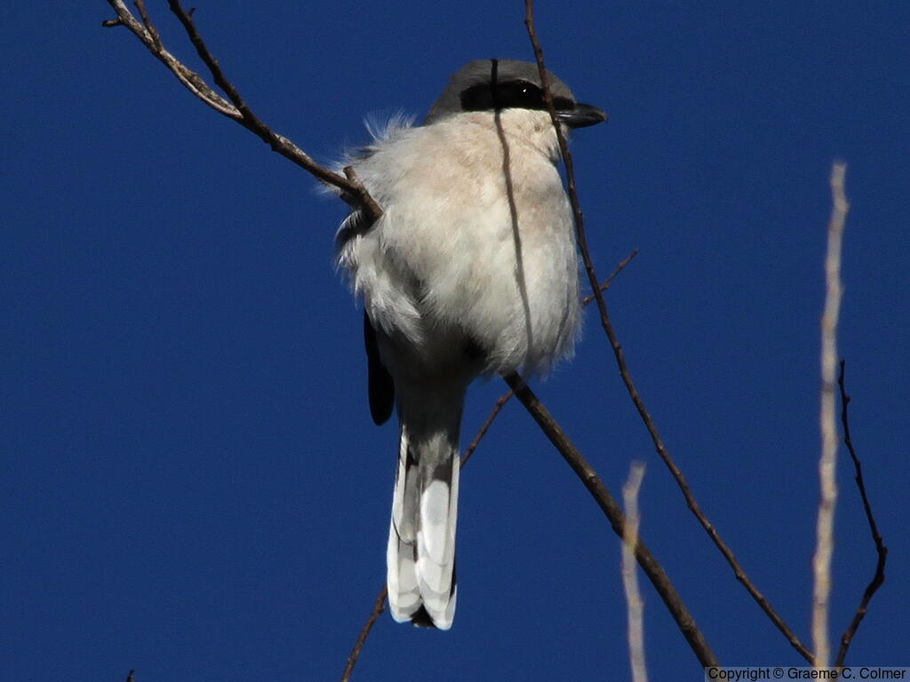 Loggerhead Shrike (Lanius ludovicianus) - Adult