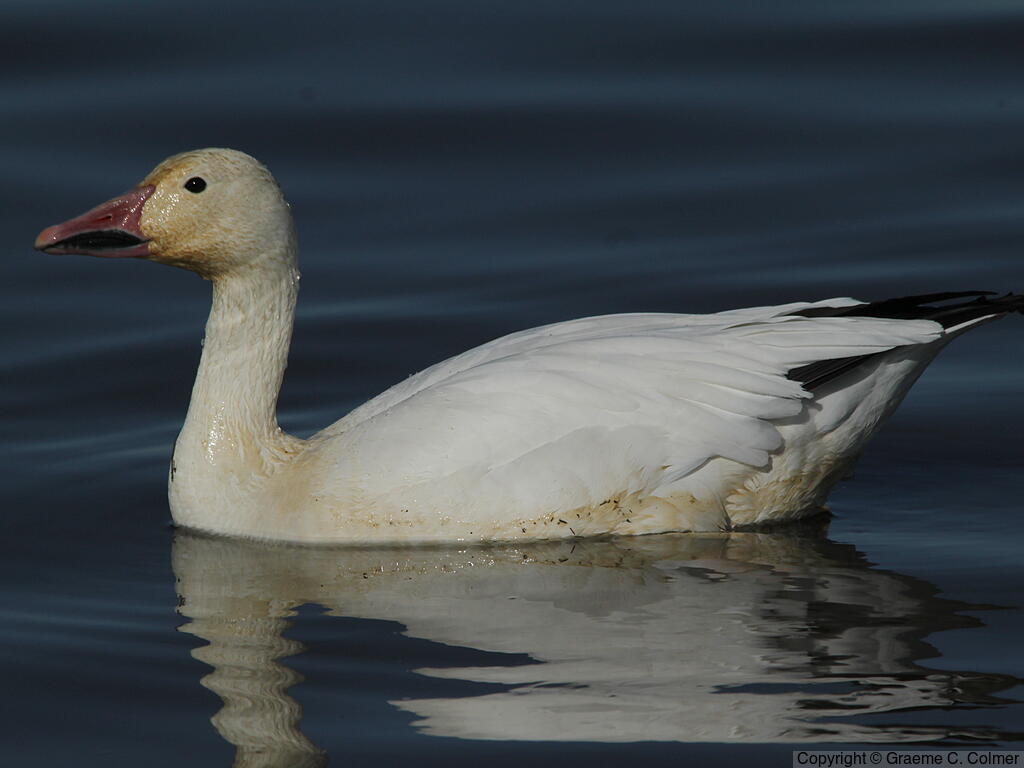 Snow Goose (Anser caerulescens) - Adult (white morph)