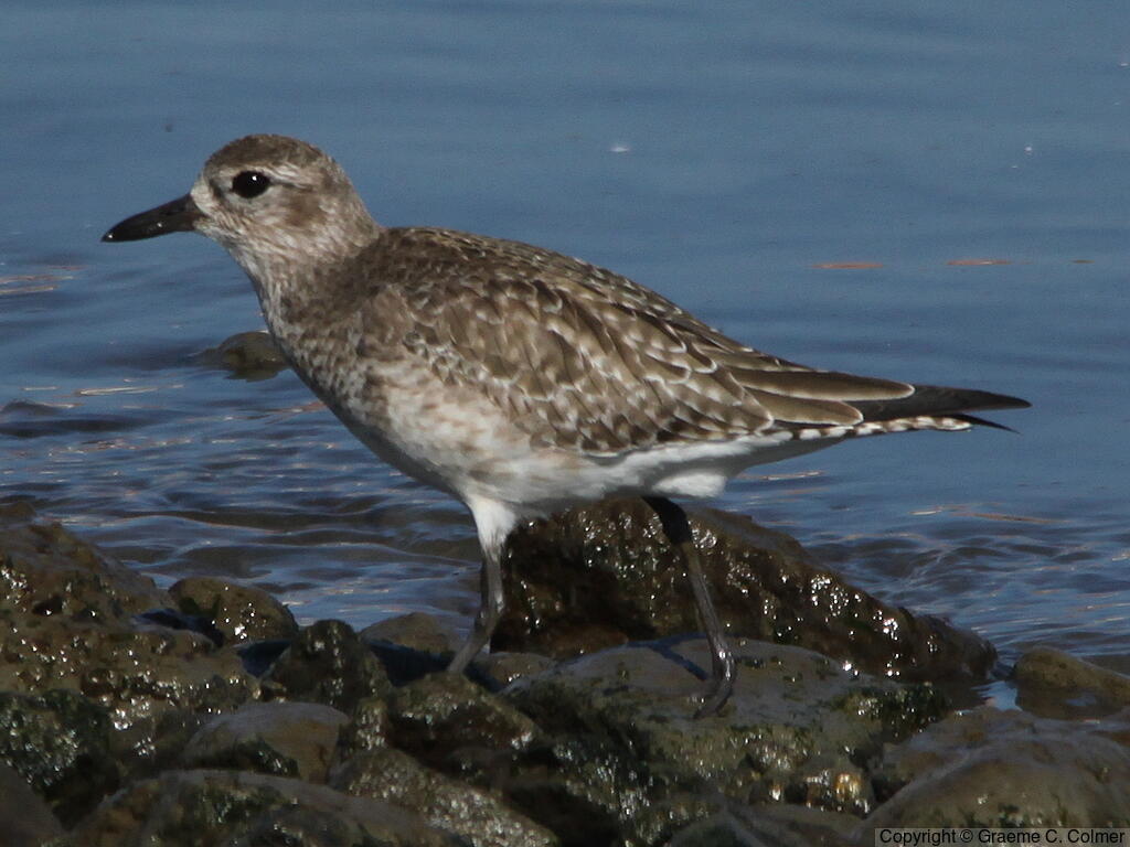 Black-bellied Plover (Pluvialis squatarola) - Nonbreeding adult