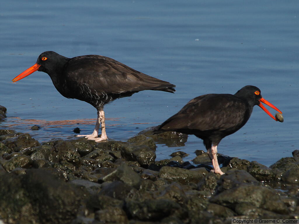 Black Oystercatcher (Haematopus bachmani) - Adults