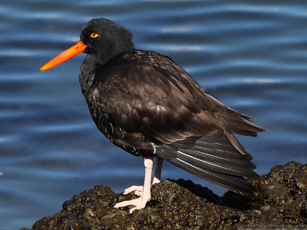 Black Oystercatcher (Haematopus bachmani) - Adult