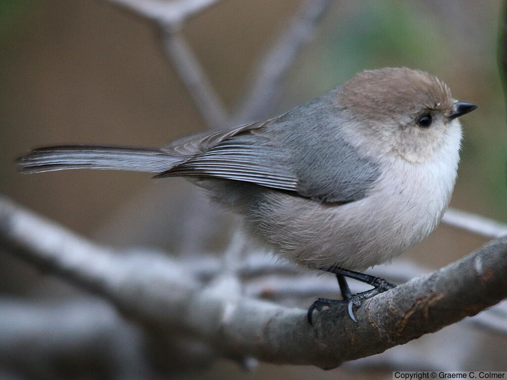 Bushtit (Psaltriparus minimus) - Male (Pacific)