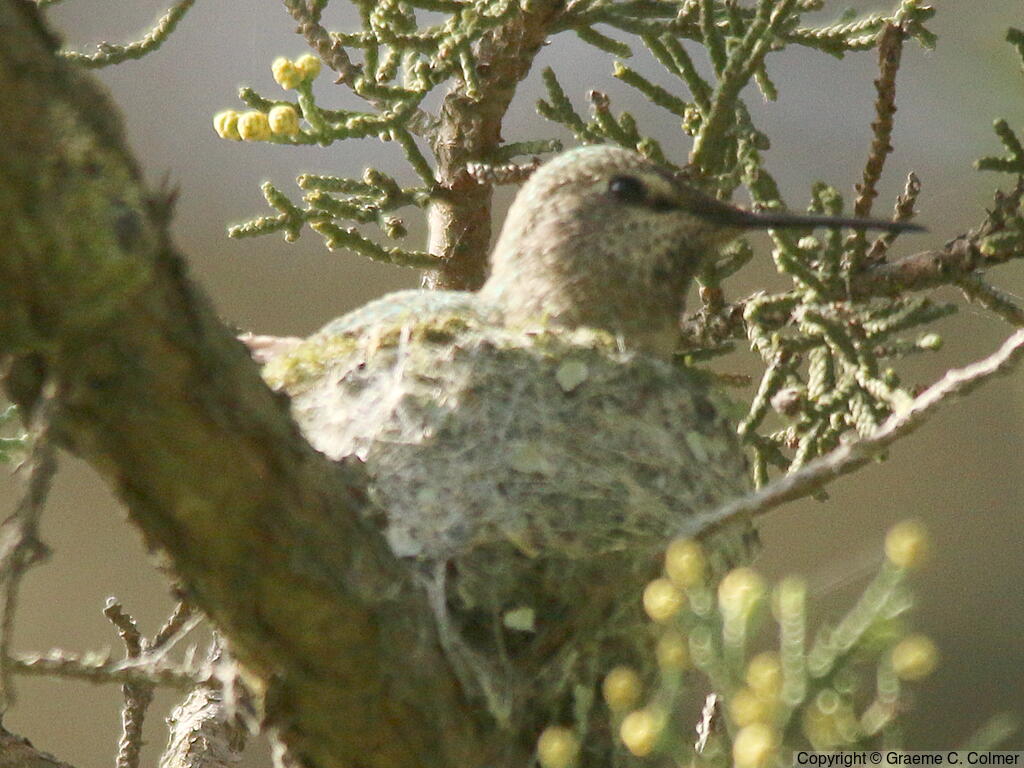 Anna's Hummingbird (Calypte anna) - Female on nest