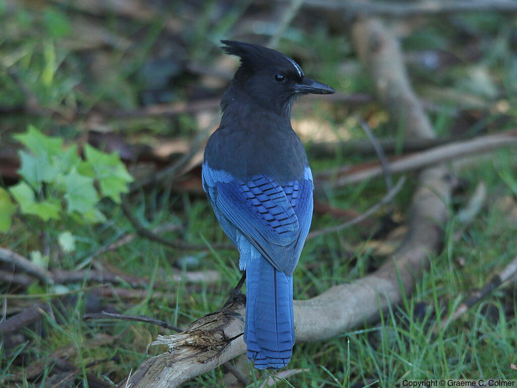 Steller's Jay (Cyanocitta stelleri) - Adult