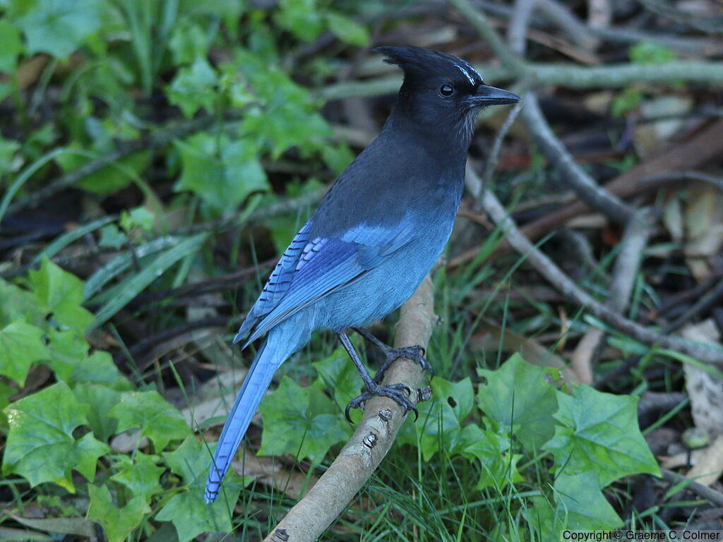 Steller's Jay (Cyanocitta stelleri) - Adult