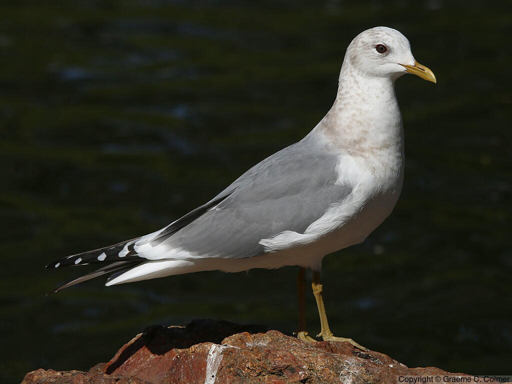 Short-billed Gull (Larus brachyrhynchus) - Non-breeding adult